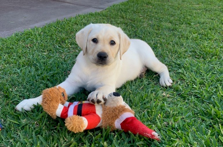 A photo of a yellow Labrador puppy lying on grass with a Christmas teddy bear toy.