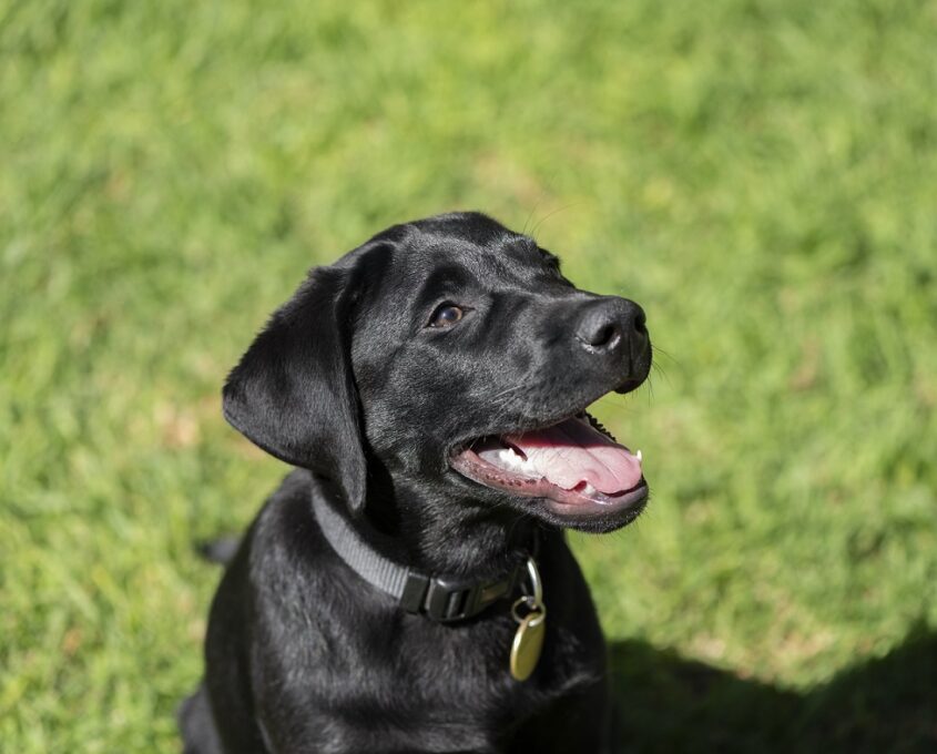 A photo of a black Labrador puppy sitting on grass.