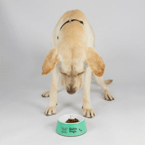 A yellow Labrador stands and looks down at a green Dog Bowl filled with food, on a plain white background.