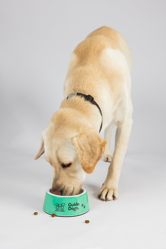 A yellow Labrador retriever wearing a black collar eats from a Dog Bowls - Green product on a white background.