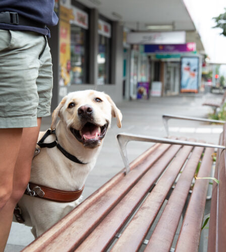 A smiling dog stands beside a person in shorts holding a leash on a city sidewalk near benches.