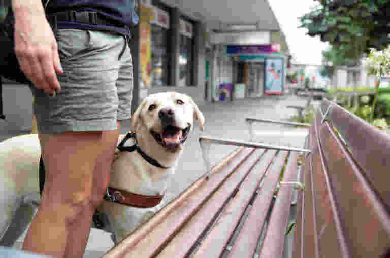 A smiling dog stands beside a person in shorts holding a leash on a city sidewalk near benches.