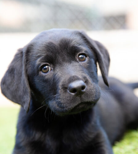 A black Labrador puppy lying on grass, looking towards the camera with a curious expression.