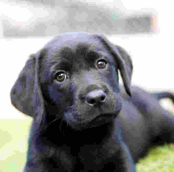 A black Labrador puppy lying on grass, looking towards the camera with a curious expression.