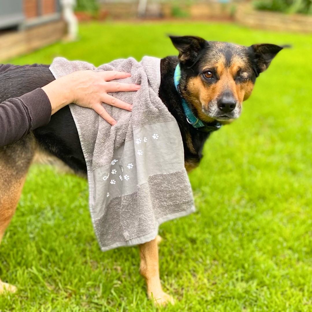 A dog standing on grass with a Pawfit Towel in gray wrapped around its back, a hand gently resting on the towel.