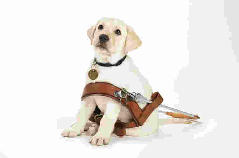 A yellow Labrador puppy wearing a brown leather harness sits on a white background.