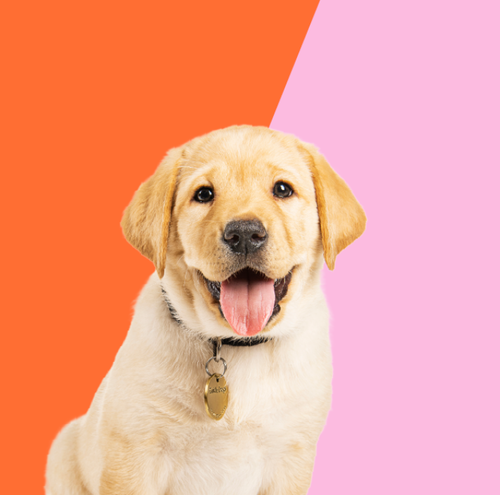 A yellow Labrador puppy sits against a background split into orange and pink sections. The puppy has a cheerful expression.