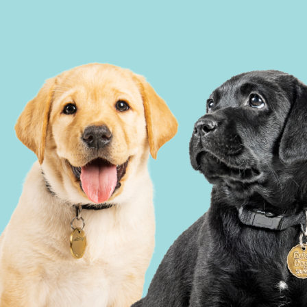 International Guide Dog Day 2024