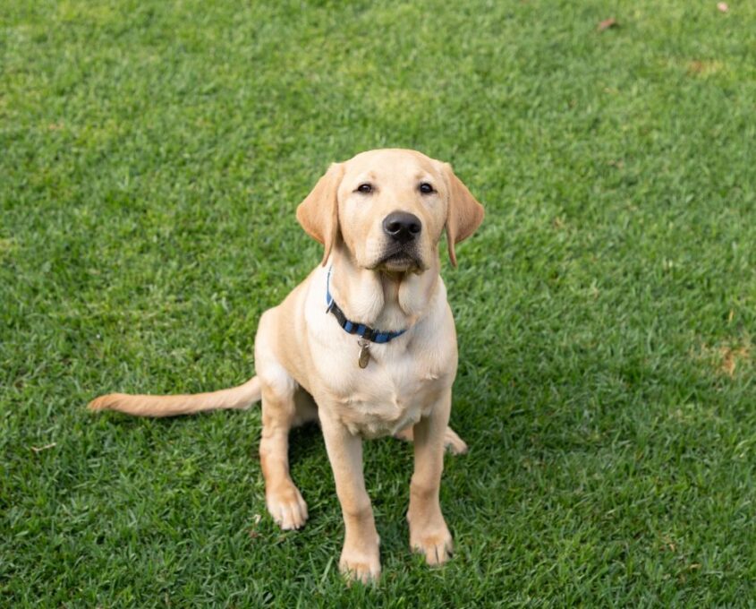 A yellow Labrador Retriever sits on a grassy field, wearing a blue collar.