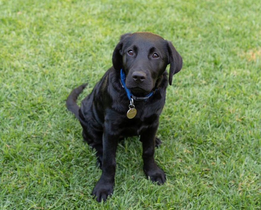 A black Labrador puppy with a blue collar and a tag sits on grass, looking up.