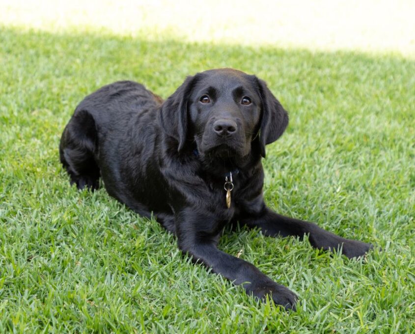 A black Labrador retriever lies on green grass, looking forward.