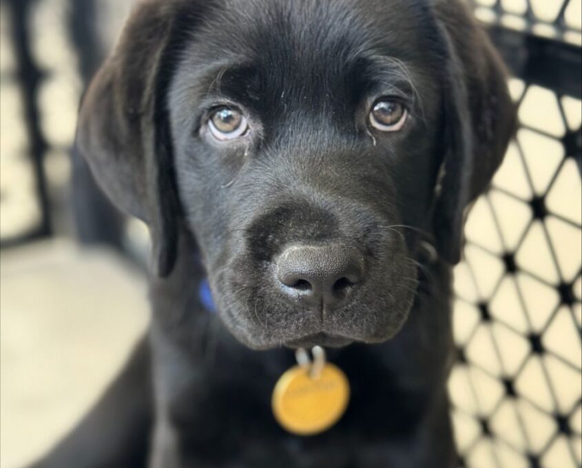 Close-up of a black Labrador puppy with a blue collar and a gold tag, sitting in front of a black mesh backdrop.