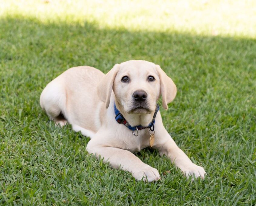 A Labrador puppy with a blue collar lies on green grass, looking forward.