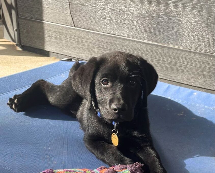 Black Labrador puppy lying on a blue surface, facing the camera with a colorful toy nearby.