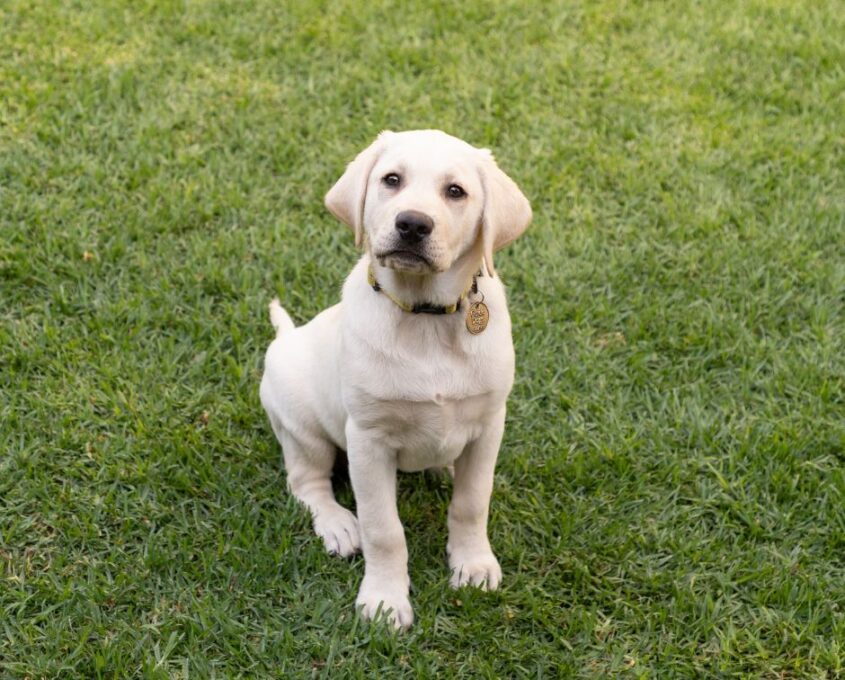 A yellow Labrador puppy sits on grass, looking at the camera. The puppy wears a collar with tags.
