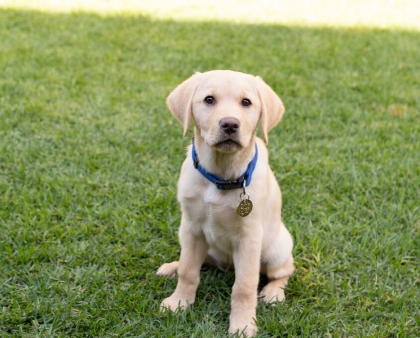 A yellow Labrador puppy with a blue collar sits on a grassy field.