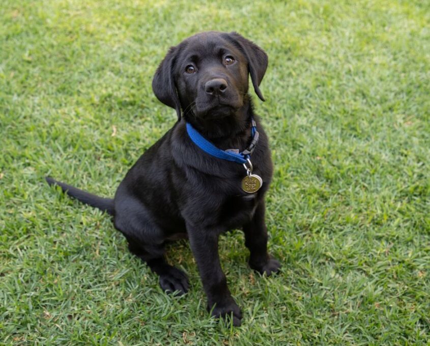Black Labrador puppy with a blue collar sits on green grass, looking up.