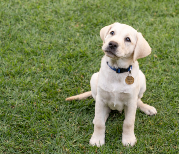 A yellow Labrador puppy sits on green grass, wearing a blue collar with a round tag.