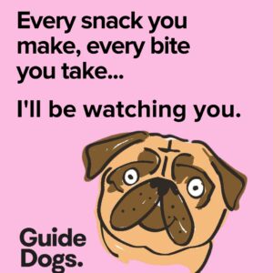 Illustration of a pug with wide eyes on a pink background. Text reads: Every snack you make, every bite you take... I'll be watching you. Beneath, it says Guide Dogs. Part of the "Magnets-5 Pack" collection.