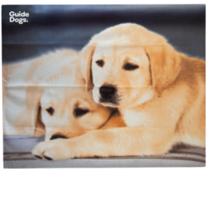 Two Labrador Retriever puppies lying together on a soft background, with one resting its head on the other.