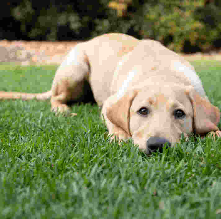 A golden Labrador retriever lies on green grass, facing forward with a relaxed expression.