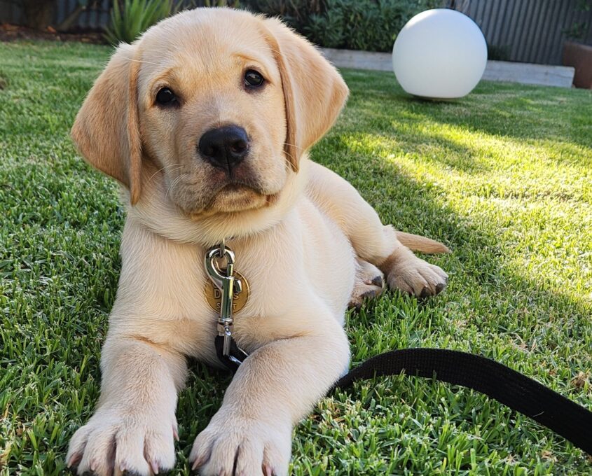 A young Labrador puppy with a collar and leash lies on green grass in a sunny backyard, with a white ball and plants in the background.