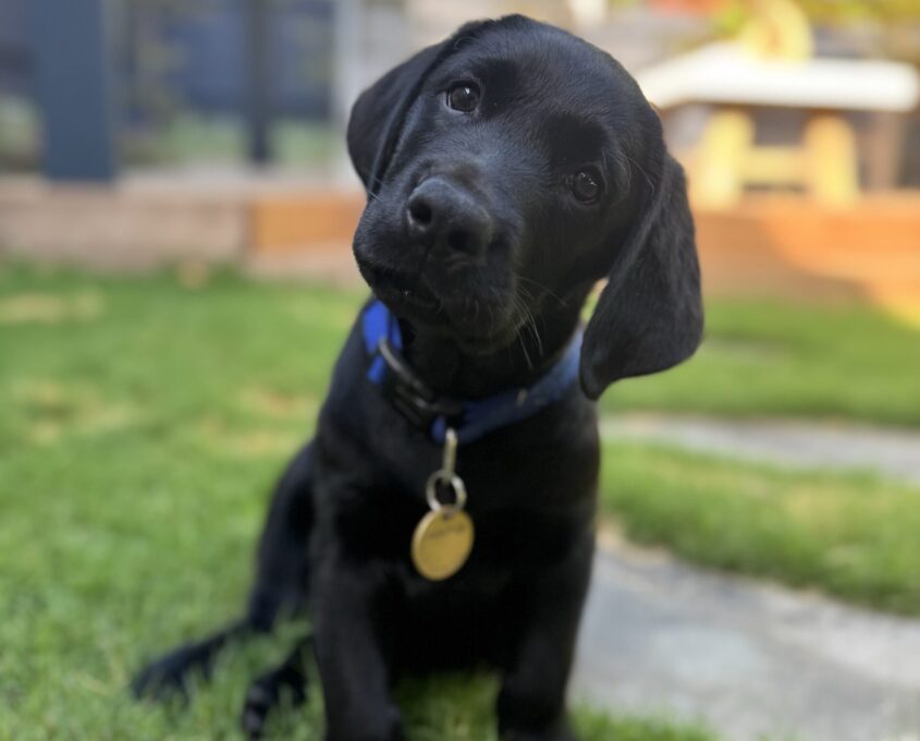 A black Labrador puppy wearing a blue collar with a tag sits on green grass, tilting its head to one side, outdoors in a sunny yard.