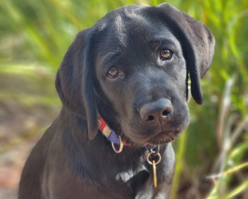 A black Labrador puppy with a red collar sits on a brick surface, tilting its head, with green grass in the background.