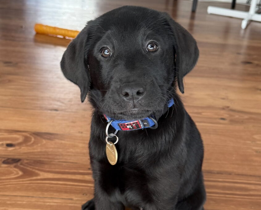 A black Labrador Retriever puppy with a blue collar and tag sits on a wooden floor, looking up at the camera.