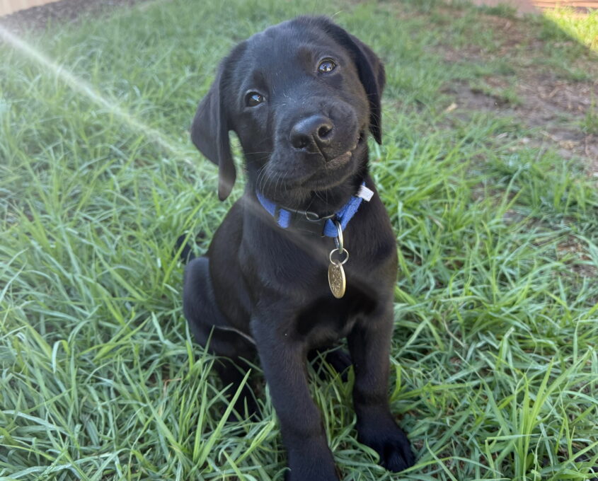 A black Labrador puppy with a blue collar sits on green grass in a backyard, looking up at the camera with its head tilted.