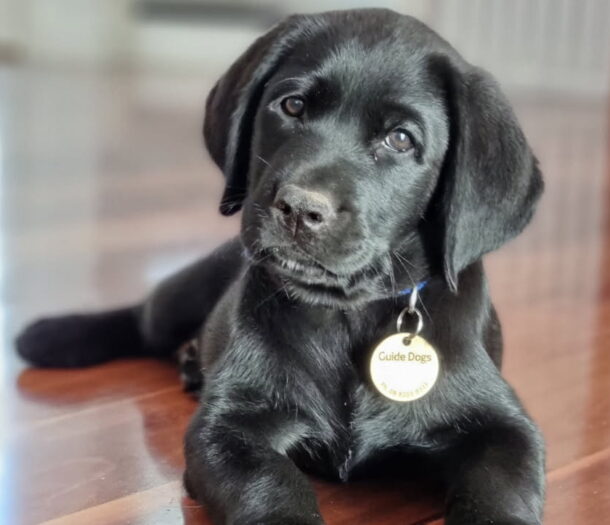 A black Labrador puppy with a Guide Dogs tag lies on a polished wooden floor, looking at the camera with its head slightly tilted.