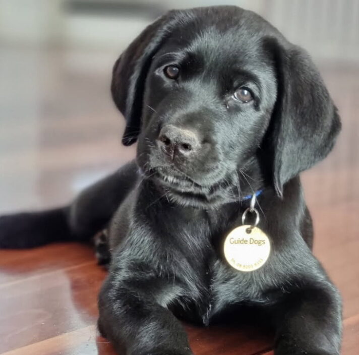 A black Labrador puppy with a Guide Dogs tag lies on a polished wooden floor, looking at the camera with its head slightly tilted.