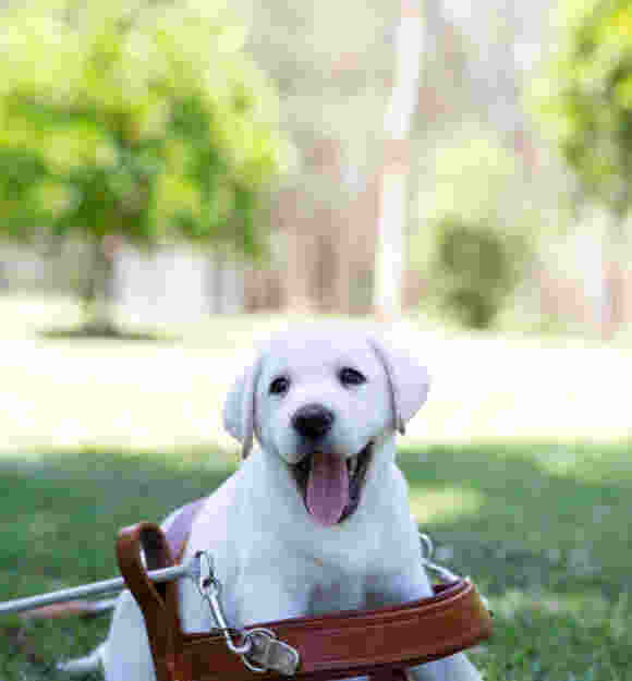 A young Labrador retriever puppy sits on grass, wearing a guide dog harness, with its mouth open and tongue out. Trees and greenery are visible in the background.