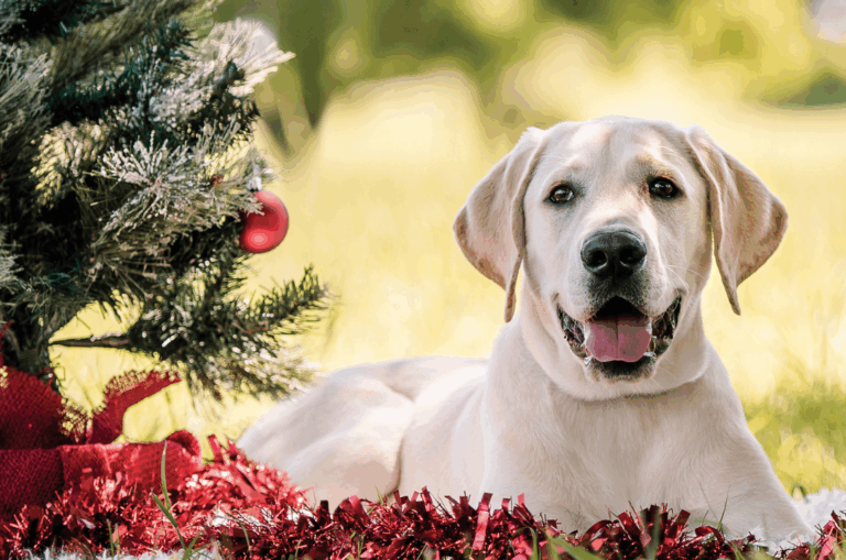 A yellow Labrador retriever lies on grass next to a decorated Christmas tree with red tinsel and ornaments outdoors in daylight.