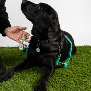 A black Labrador in a teal harness lies on artificial grass as a person holds the Keyring and Charm Set near its face.