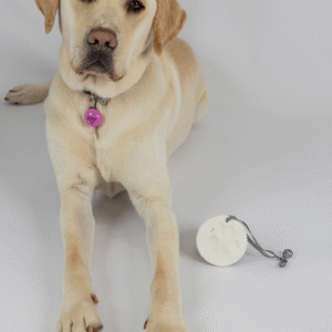 A yellow Labrador lies beside the Clay Paw Print Kit’s white paw print ornament, which hangs from a black and white string.