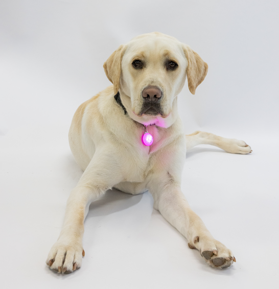A yellow Labrador Retriever lies on a white background, wearing a collar with the Clip on LED Light in glowing pink.