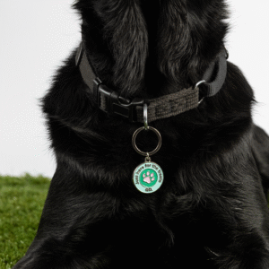 A black dog lies on artificial grass, wearing a collar with a round green and white tag from the Keyring and Charm Set that reads Pawsing for the Cause GD.