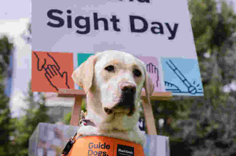 A yellow labrador guide dog wearing an orange vest sits in front of a Welcome to World Sight Day sign outdoors.