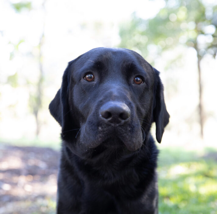A black Labrador retriever sits outdoors on a sunny day, looking directly at the camera with a neutral expression.