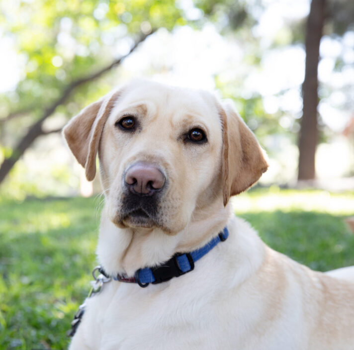 A yellow Labrador Retriever wearing a blue collar sits on grass in a sunlit park with trees in the background.