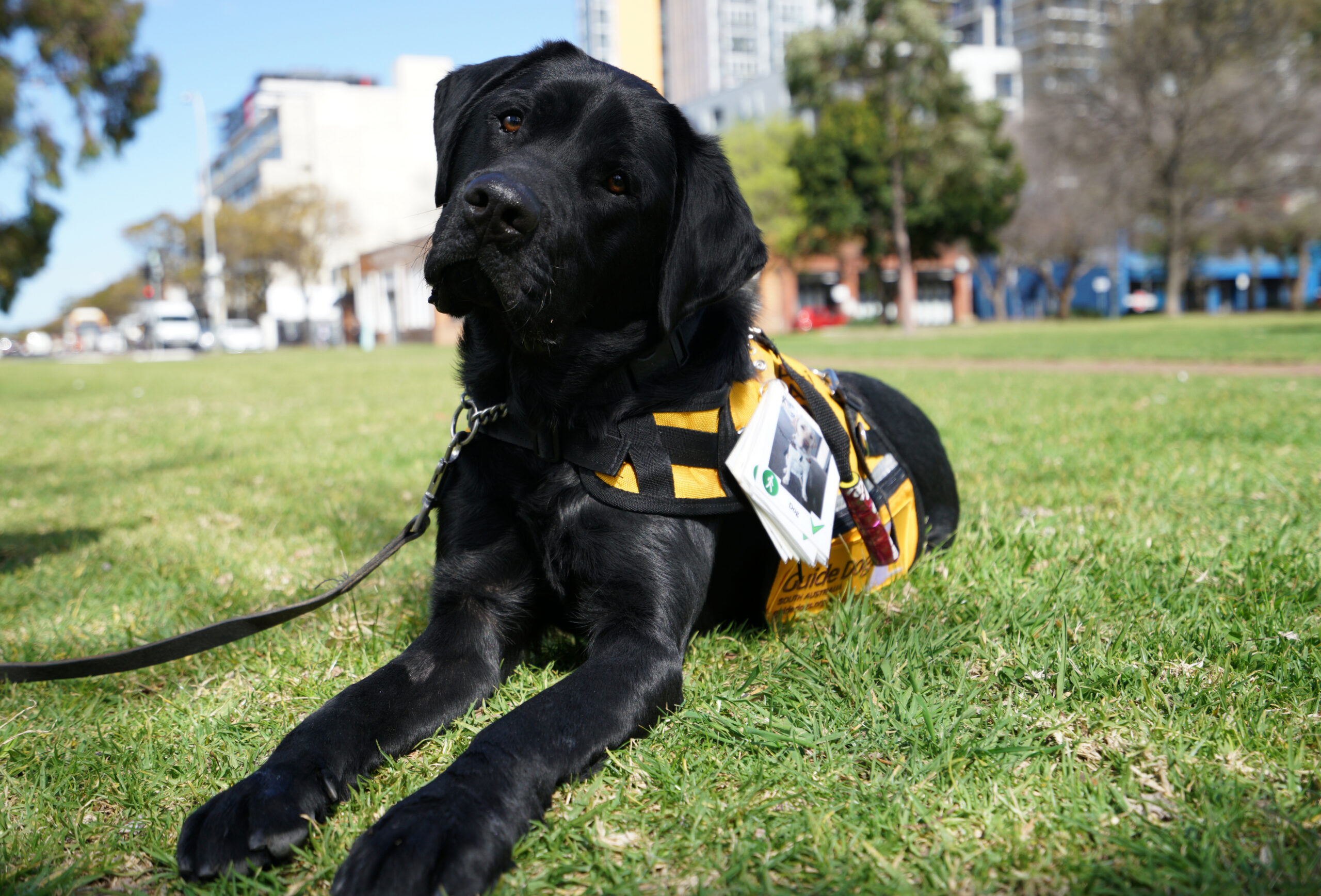 A black Labrador representing Gifts for Guide Dogs, wearing a service vest and ID tag, lies on grass in a park and looks toward the camera.