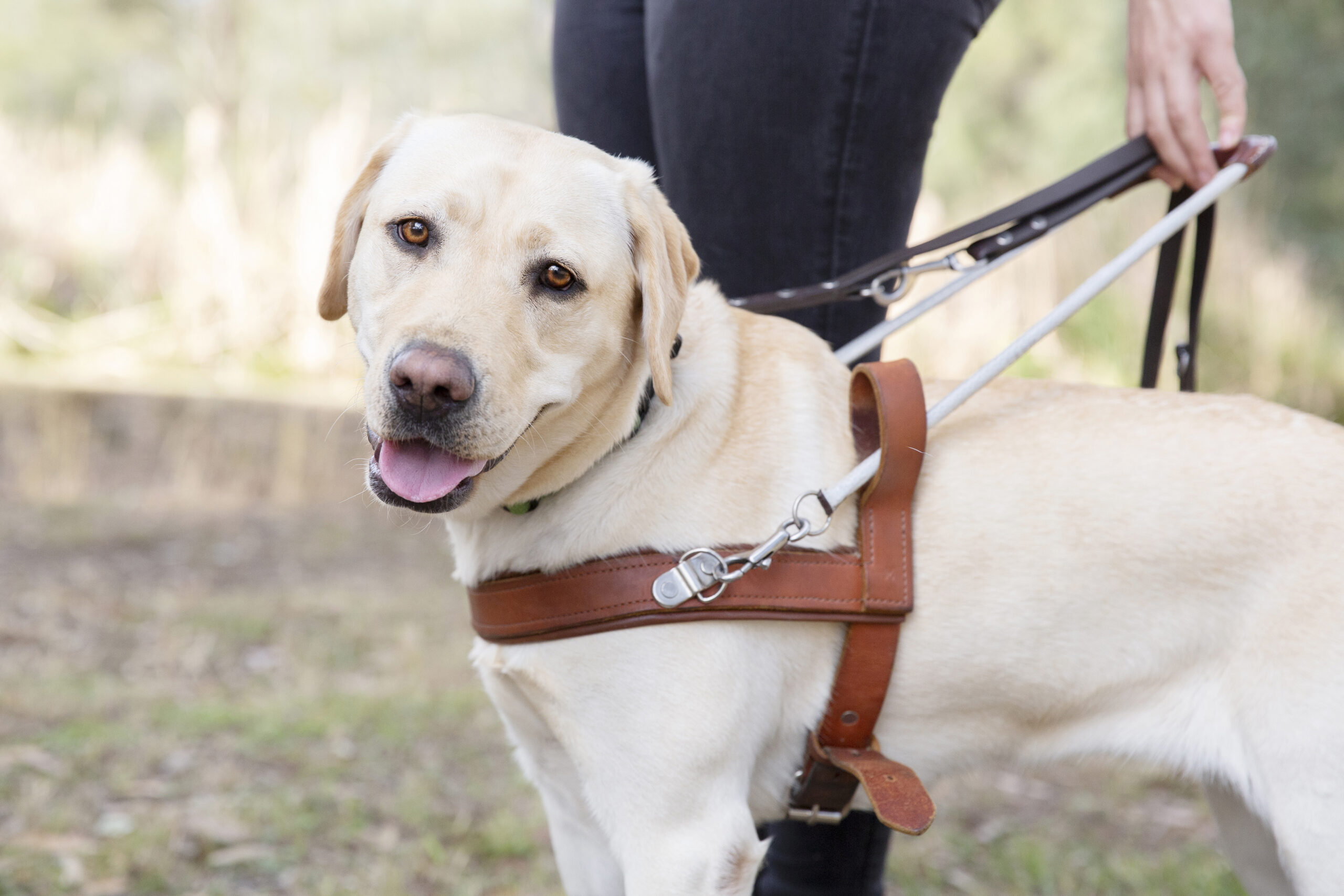 A yellow Labrador in a harness stands outdoors next to a person holding its leash, representing the Gifts for Guide Dogs product.