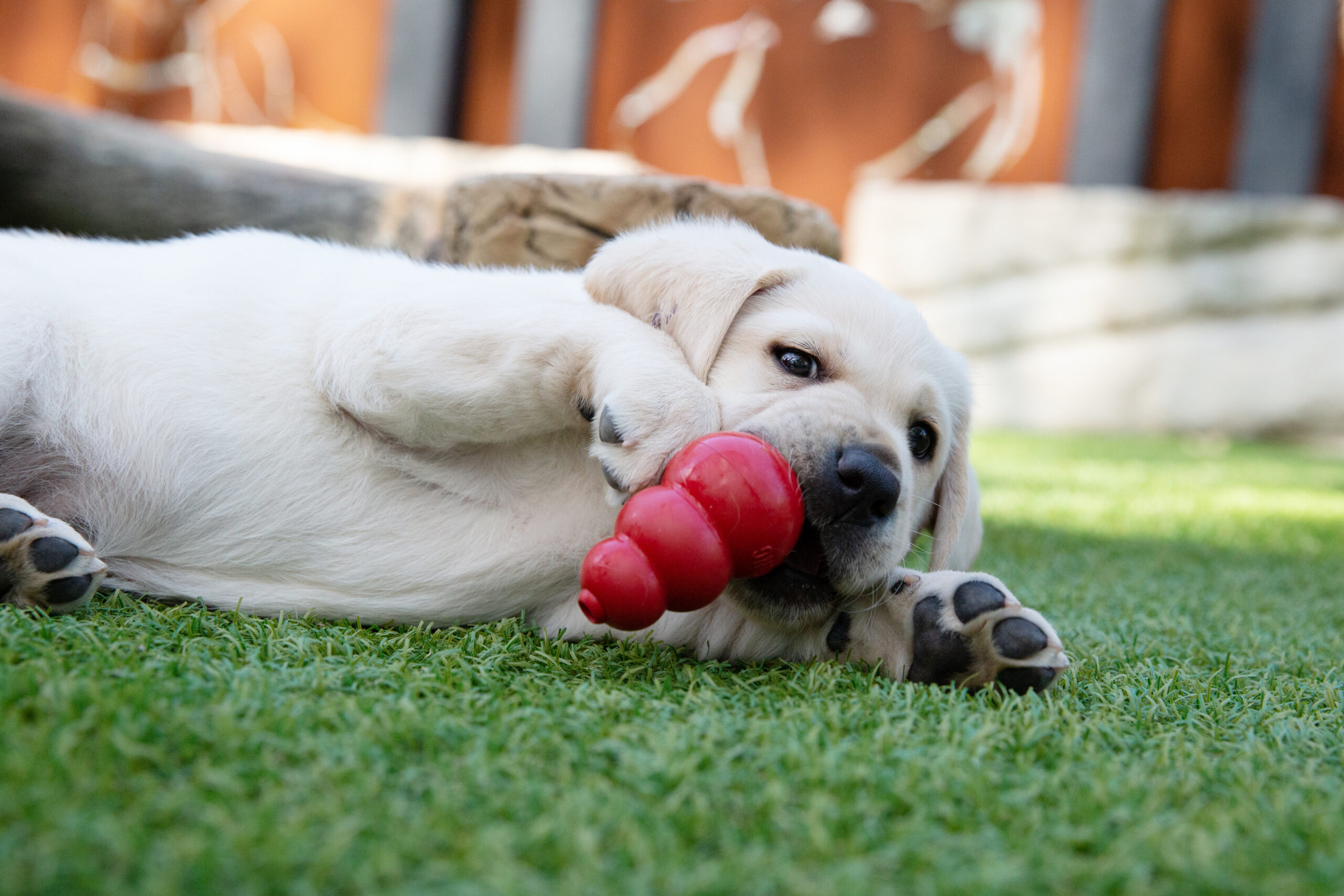 A yellow Labrador puppy lies on the grass, chewing a red rubber toy from Gifts for Guide Dogs.
