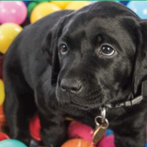 A black Labrador puppy for Gifts for Guide Dogs wears a collar and tag, sitting among colorful plastic balls and gazing slightly left.