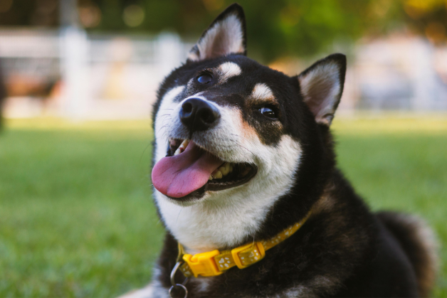 A black and white dog with a yellow collar lies on green grass, looking at the camera with its mouth open and tongue out.