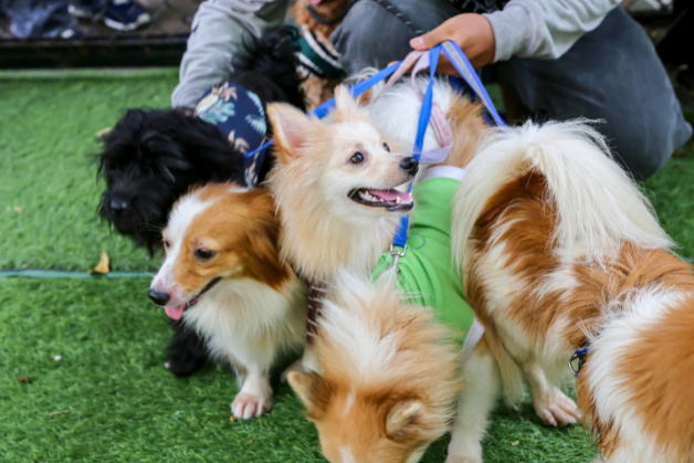 A person kneels on grass holding leashes attached to four small, fluffy dogs with brown and white fur.