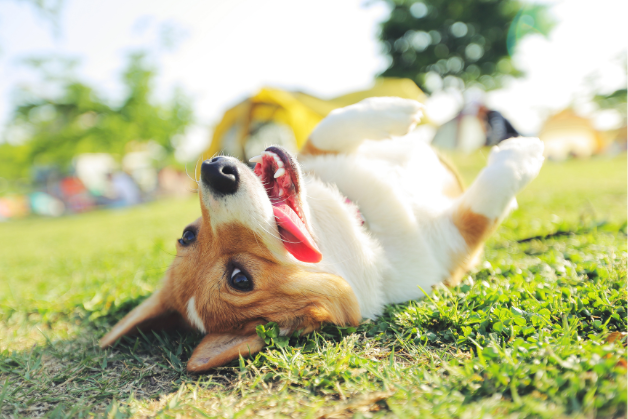 A corgi lies on its back in the grass on a sunny day, tongue out and looking at the camera, with trees and yellow tents in the background.