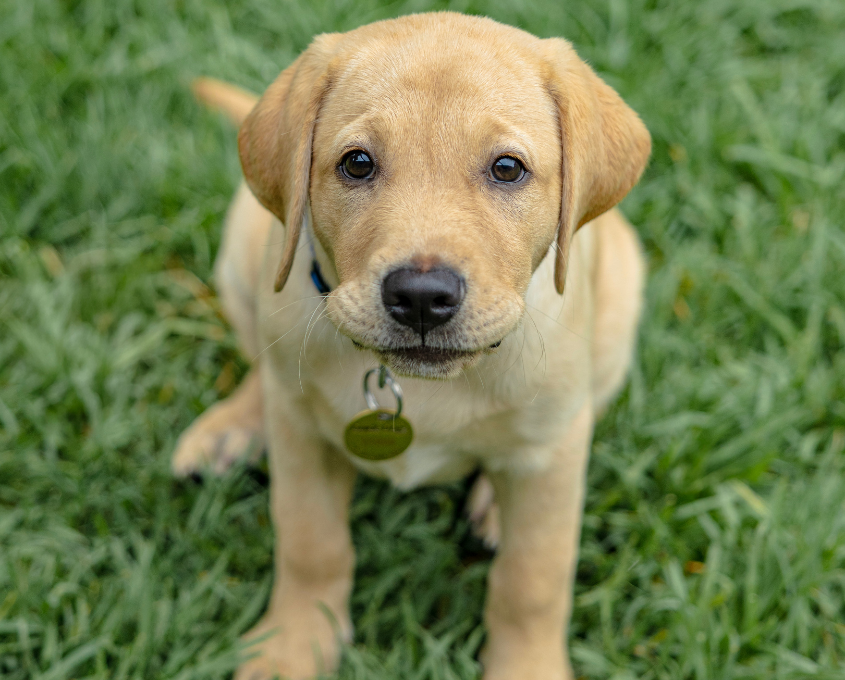 A yellow Labrador Retriever puppy sits on green grass, looking up at the camera with a collar and tag visible.