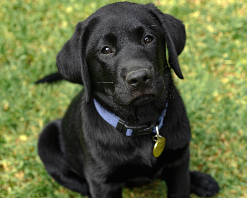A black Labrador Retriever puppy wearing a blue collar sits on green grass, looking up at the camera.